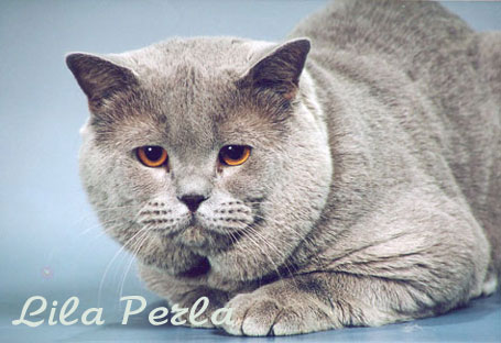 Кошки и собаки, котята и собачки, питомник Lila Perla